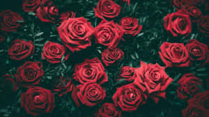 Magandang bulaklak larawan