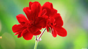 Mga larawan ng magandang bulaklak