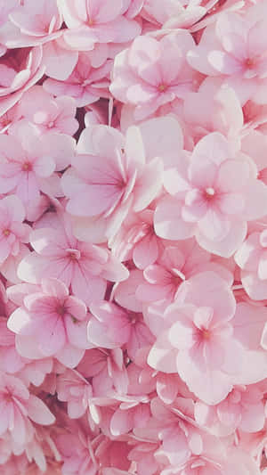 Rosas na Bulaklak — Pink Floral Wallpaper