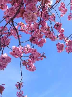 Mga larawan ng makulay na bulaklak — iPad Air 13 Wallpaper