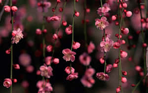 Rosas na Background ng Bulaklak — Pink Floral Wallpaper