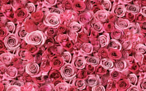 Pink na Bulaklak na Background — Pink Floral Wallpaper