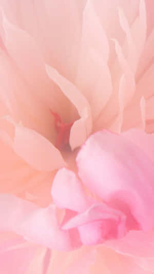 Rosas na Bulaklak Background