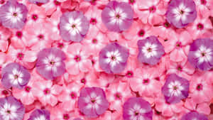 Rosas na Bulaklak na Likuran