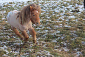 Cute Horse background — Cute horse Wallpaper