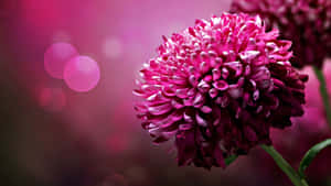 Pink Floral Background — Pink Floral Wallpaper