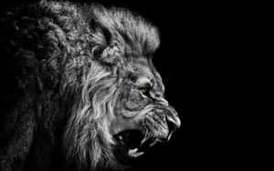 Lion background — Lion Wallpaper