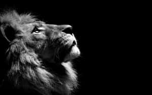 Leon background — Lion Wallpaper