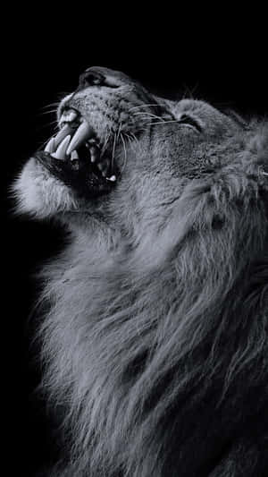 Larawan ng leon — Lion Wallpaper
