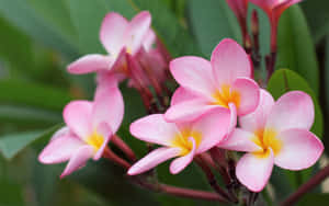 Mga larawan ng magagandang bulaklak