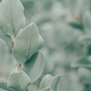 Sage Green Aesthetic na mga larawan — Sage green aesthetic GIF Wallpaper