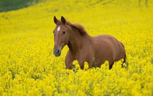 Cute Horse background — Cute horse Wallpaper