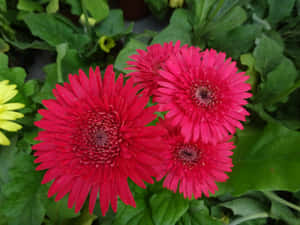 Magandang mga larawan ng bulaklak