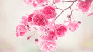 Pink Floral Background — Pink Floral Wallpaper