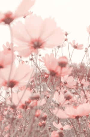 Rosas na Bulaklak na Background