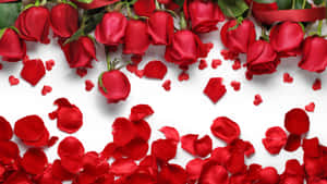 Background ng Rosas — Rose Wallpaper