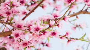 1366x768 na Background ng mga Bulaklak — Cherry blossom Wallpaper