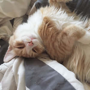 Mga aesthetic na larawan ng pusa — Aesthetic na pusa Wallpaper
