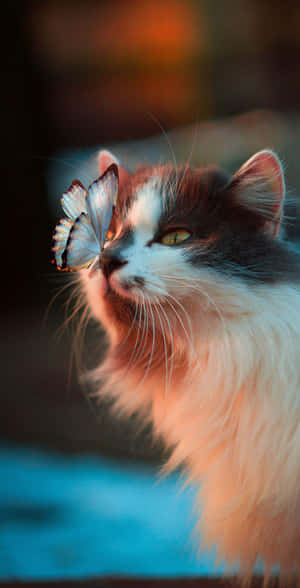 Mga aesthetic na larawan ng pusa — Pixel Fold Wallpaper
