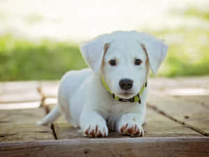 Mga larawan ng nakatutang tuta — Cute puppy Wallpaper