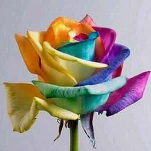 Mga larawan ng bulaklak na rosas — Rosas na Bulaklak Wallpaper