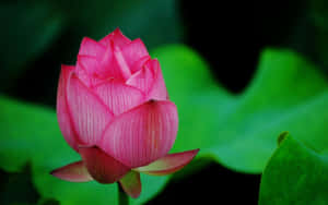 Mga larawan ng bulaklak ng Lotus — Bulaklak ng Lotus Wallpaper