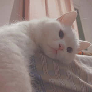 Mga larawan ng Aesthetic na Pusa — Aesthetic na pusa Wallpaper