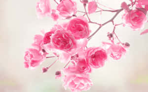 Rosas na Bulaklak — Pink Floral Wallpaper
