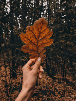 Fall Aesthetic background — iPad 9th Generation Wallpaper