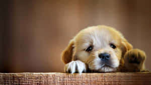 Mga larawan ng nakatutang tuta — Cute puppy Wallpaper