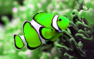 Wallpaper ng isdang neon green na astig
