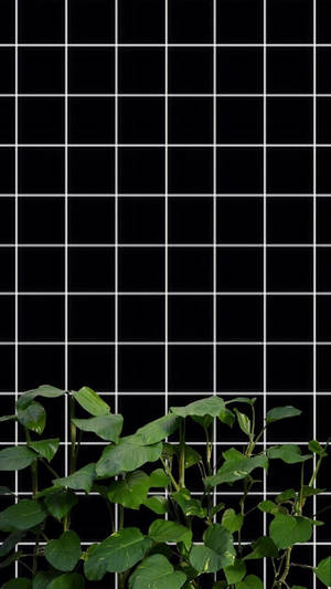 Itim at Puti na May Halaman na Grid Aesthetic — Dark mode Wallpaper