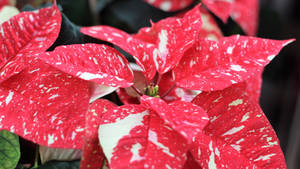 Jingle Bells Poinsettia wallpaper — Studio Display Wallpaper