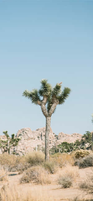 Mga Larawan ng Joshua Tree — iPhone Xs Max Wallpaper