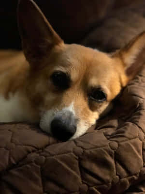 Corgi Nakakatawang Larawan — iPad Air Wallpaper
