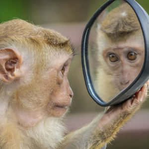 Mga larawan ng Cute Monkey — Cute Monkey Wallpaper
