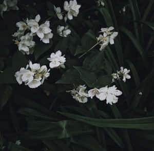 Kaakit-akit na Madilim na Berdeng Aesthetic na Background — Dark green aesthetic Wallpaper