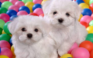 Maibiging mga Tuta at Makulayong mga Bola — Cute puppy Wallpaper