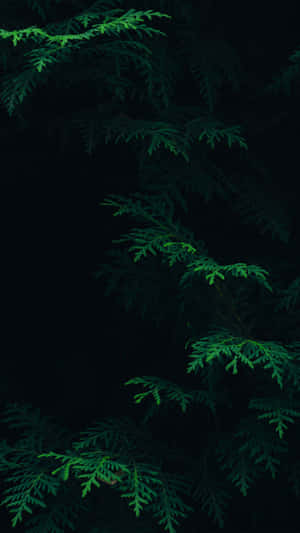 Kaakit-akit na Maitim na Berdeng Aesthetic Gradient Background — Dark green aesthetic Wallpaper