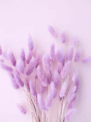 Lavender Pastel Purple Aesthetic na Background