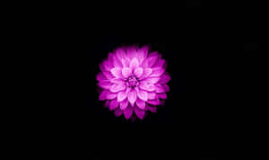 Kaakit-akit na Pamumulaklak ng Lotus — Bulaklak ng Lotus Wallpaper
