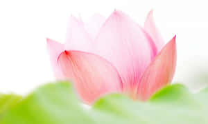 Kaakit-akit na Rosas na Bulaklak ng Lotus — Bulaklak ng Lotus Wallpaper
