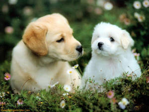 Kaakit-akit na Tuta at Kayumangging Golden Retriever — Cute puppy Wallpaper