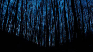 Kagubatan sa Gabi Aesthetic Dark Blue HD — Aesthetic Dark Blue Wallpaper