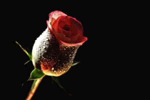 Kahanga-hangang Pagpapakita ng mga Halaman: Magandang Background ng Bulaklak