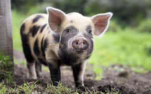 Cute na Biik na Background — Cute na baboy Wallpaper