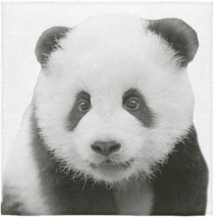 Kaibig-ibig na Larawan ng Panda — Panda Wallpaper
