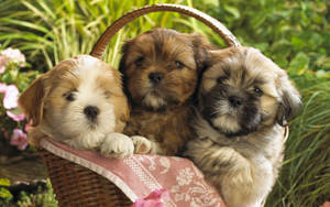 Kaibig-ibig na mga Kayumangging Tuta sa Isang Basket — Cute puppy Wallpaper
