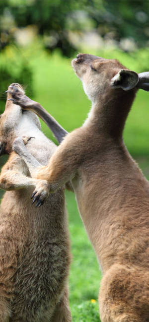 Kangaroos na nag-aaway sa isa't isa wallpaper — iPhone 17e Wallpaper