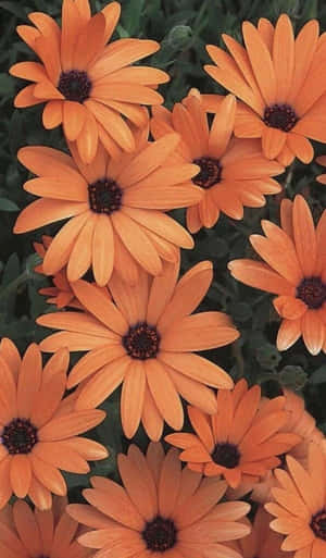 Mga larawang Orange Aesthetic — Orange aesthetic GIF Wallpaper